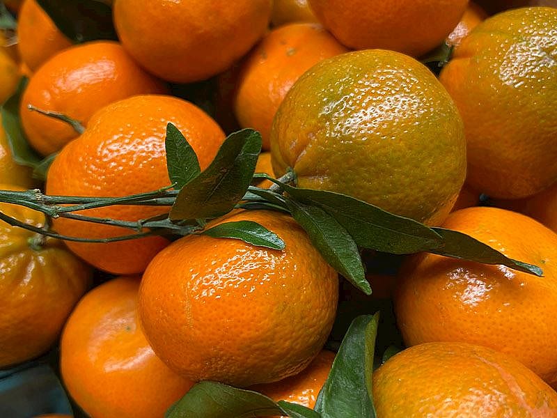 Mandalina Neden Kısa Sürede Küflenir?