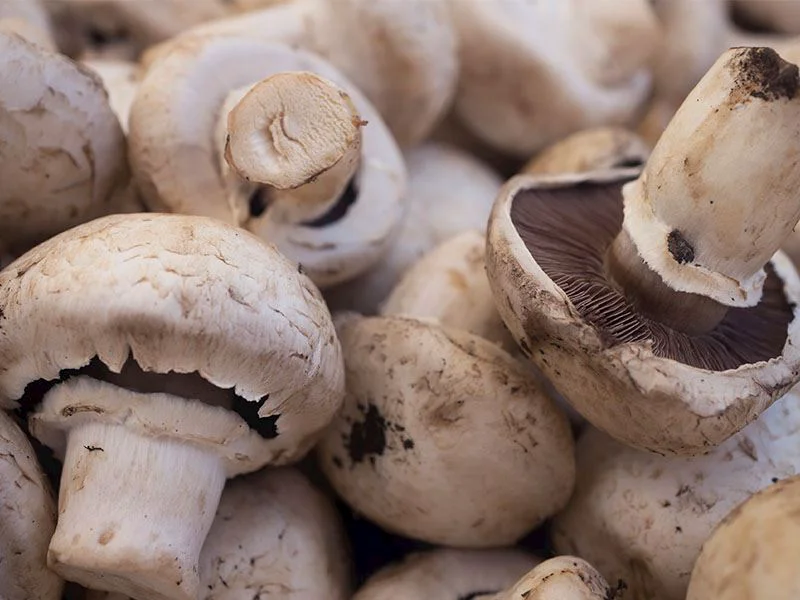 Mantarın Bozulduğu Nasıl Anlaşılır?