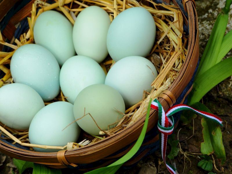 Mavi Yumurta Nedir, Diğer Yumurtalardan Farkı Ne?