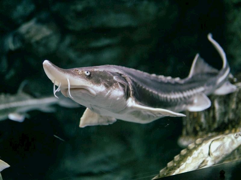 Mersin Balığı Yenir Mi?