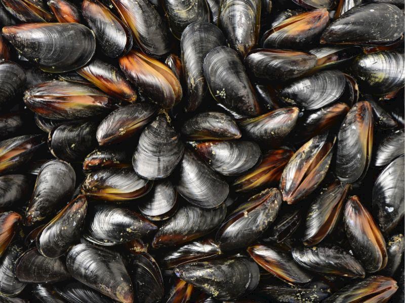 Midye Dolma Nasıl Saklanır?