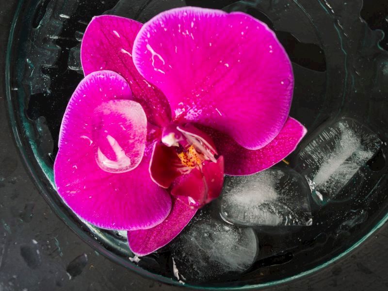 Neden Orkide Saksısına Buz Koymalısınız?