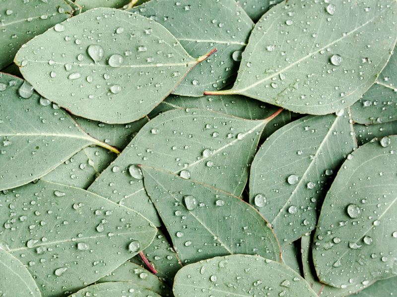 Okaliptüs Yapraklarının 7 Etkileyici Faydası