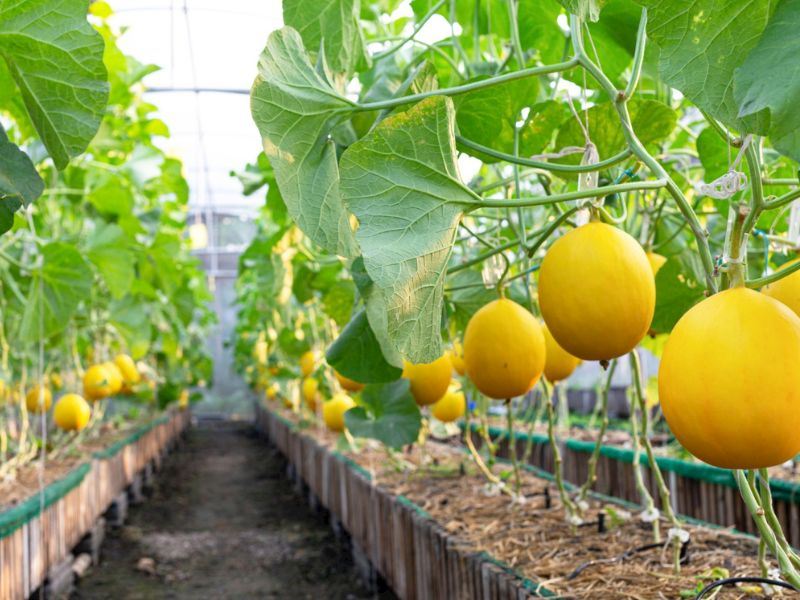 Organik Kavun Yetiştiriciliği: Bahçede Kavun Nasıl Yetiştirilir?
