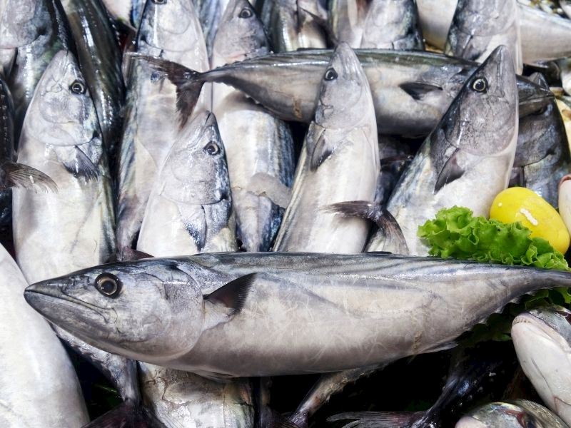 Palamut İle Torik Arasındaki Fark Nedir?