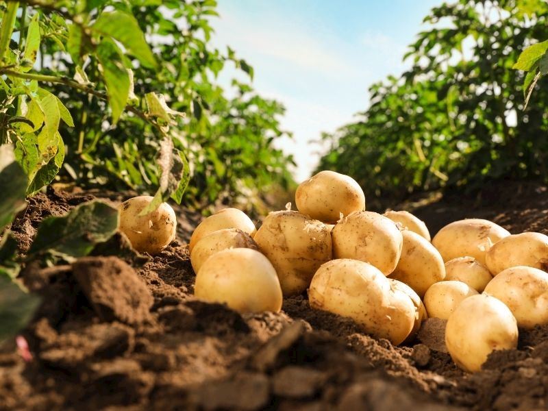 Patates Hangi Mevsimde Yetişir?