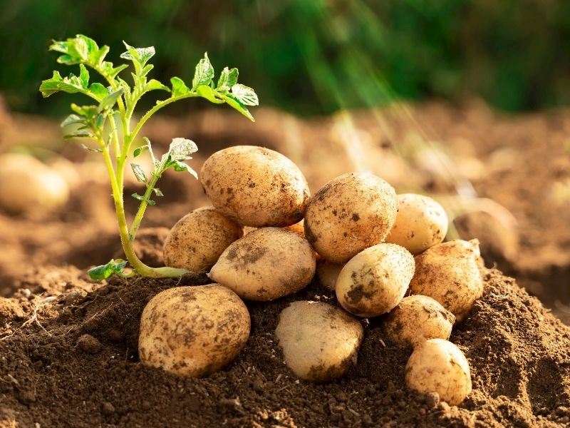 Patates Ne Durumda Yenmez? 