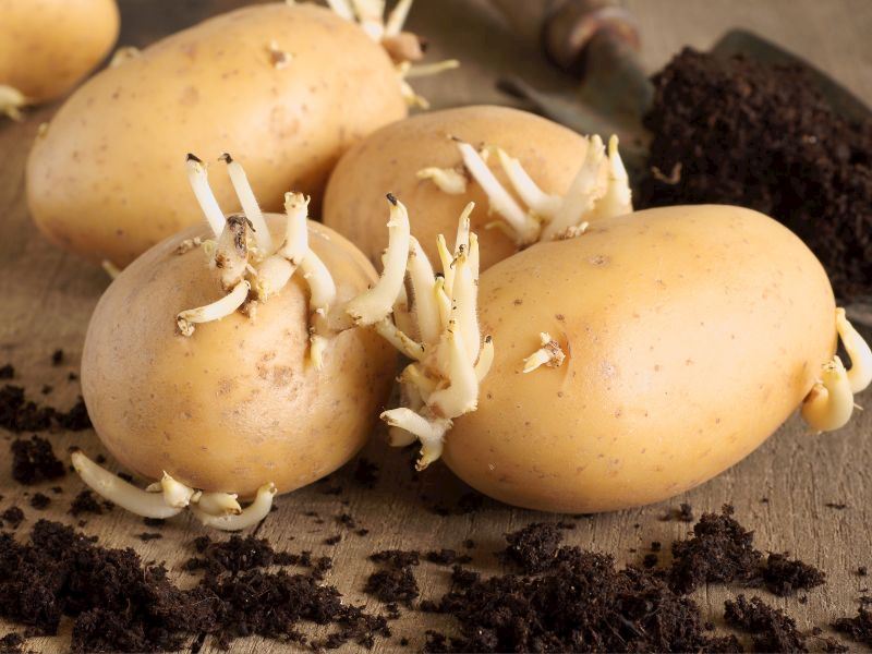 Patatesin Filizlenmesini Önlemek İçin 7 Püf Noktası