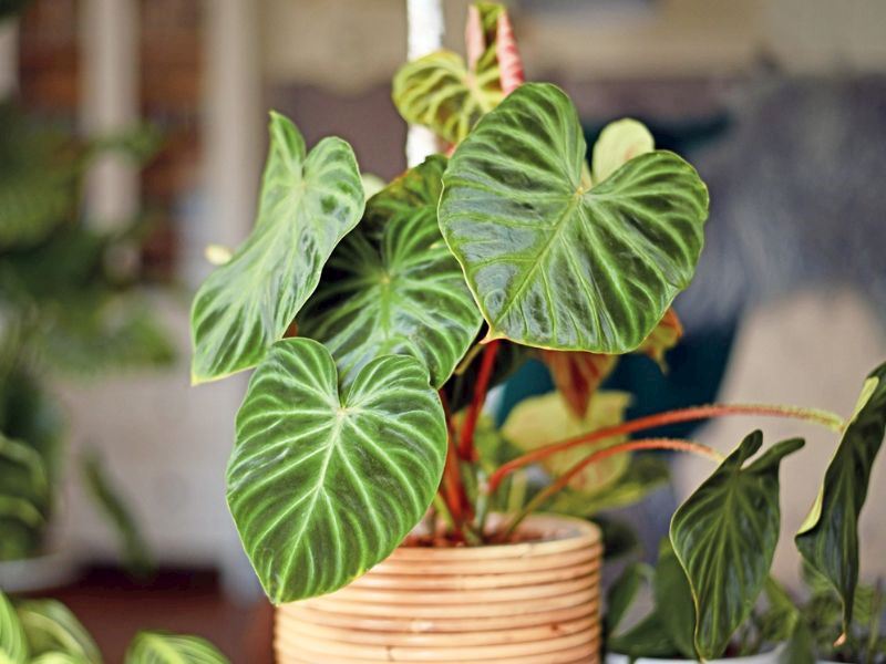 Philodendron Bakımı Nasıl Yapılır?