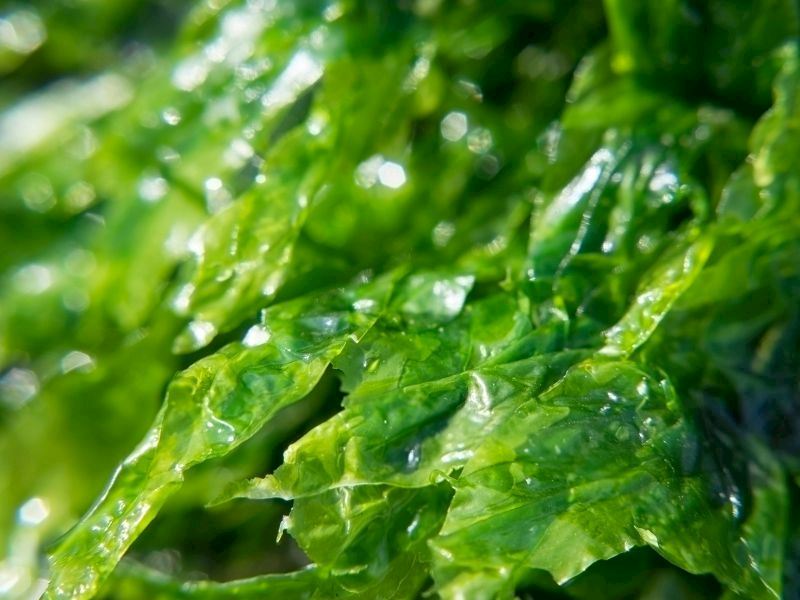 Piyaza Marul Konur Mu?