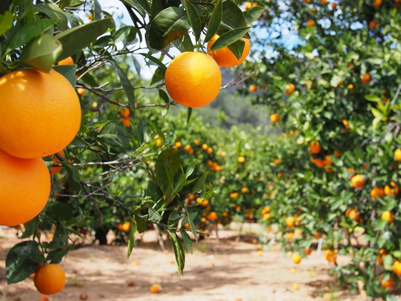 Portakal Ağacı Nasıl Yetiştirilir?