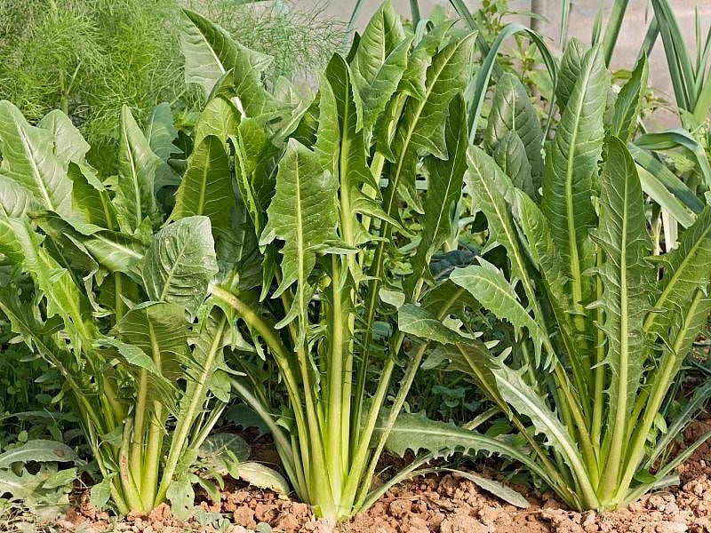 Radika Otu Nasıl Pişirilir? 