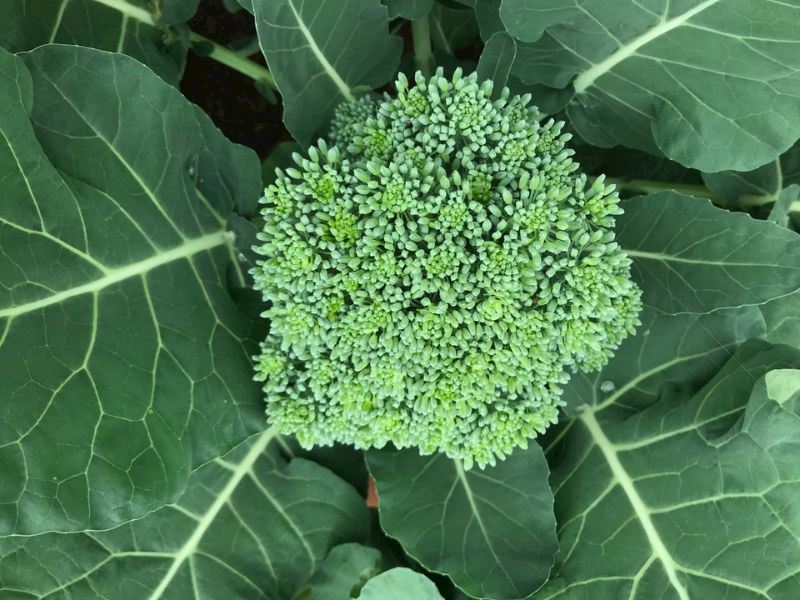 Saksıda Brokoli Nasıl Yetiştirilir?