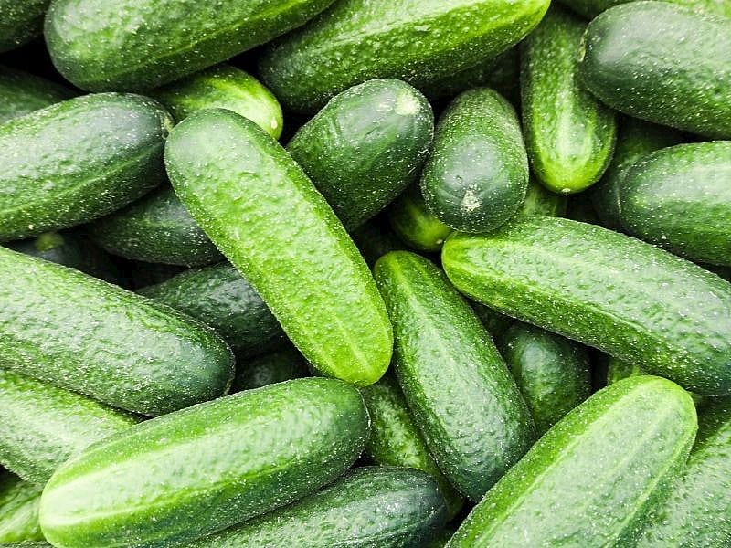 Salatalık Neden Acı Olur? 