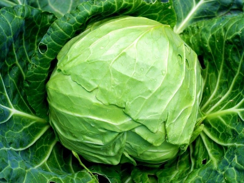 Sarmalık Lahana Nasıl Seçilir?