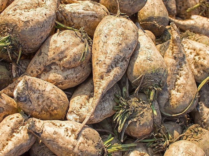 Şeker Pancarı Pişirmenin En Kolay Yöntemi