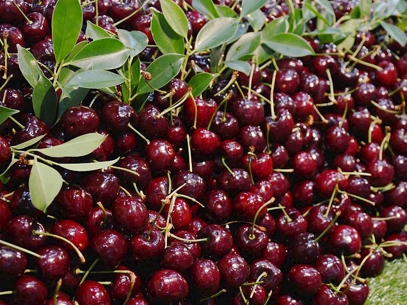 Tatlı Kiraz Seçmenin 4 Pratik Yöntemi