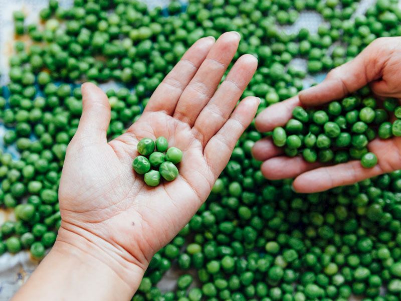 Taze Bezelye Yemeği Yaparken Bezelye Haşlanır Mı?