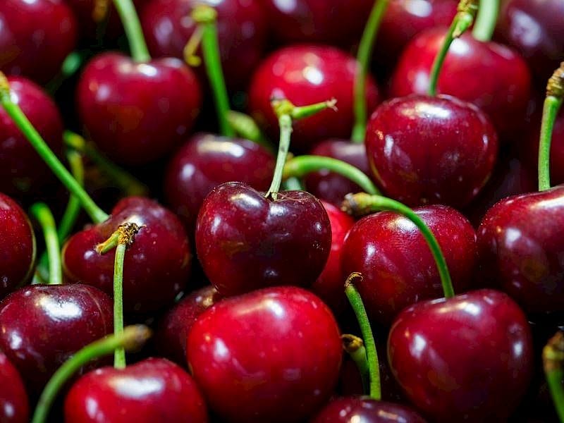 Taze Kirazların Saplarını Asla Koparmayın