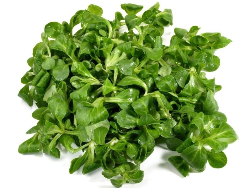 Taze Semizotu İçin Bilmeniz Gereken 5 Altın Kural