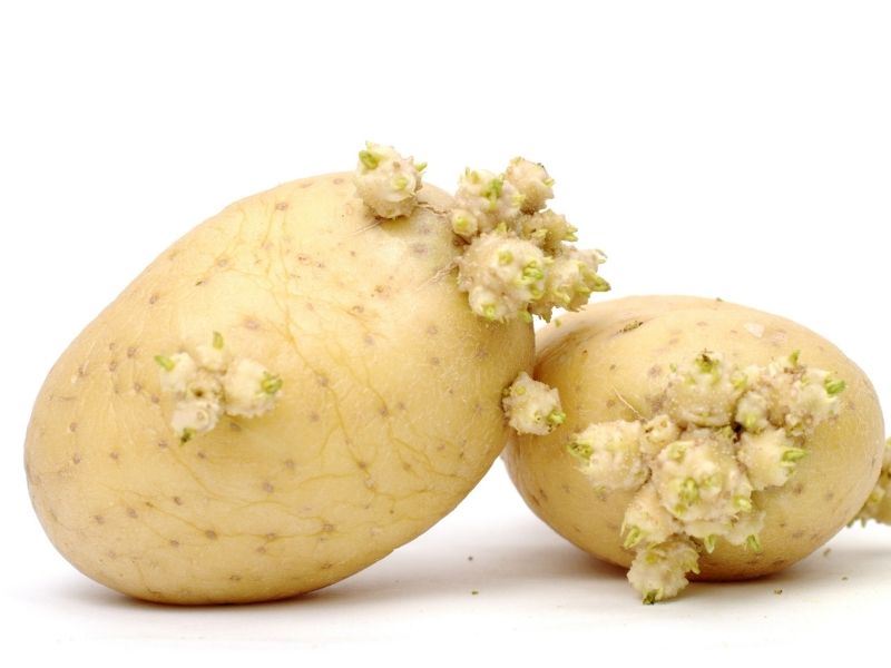 Tomurcuklanan Patates Yenir Mi?