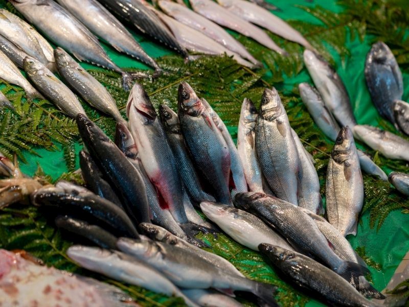 Uskumru Neden Acı Olur?