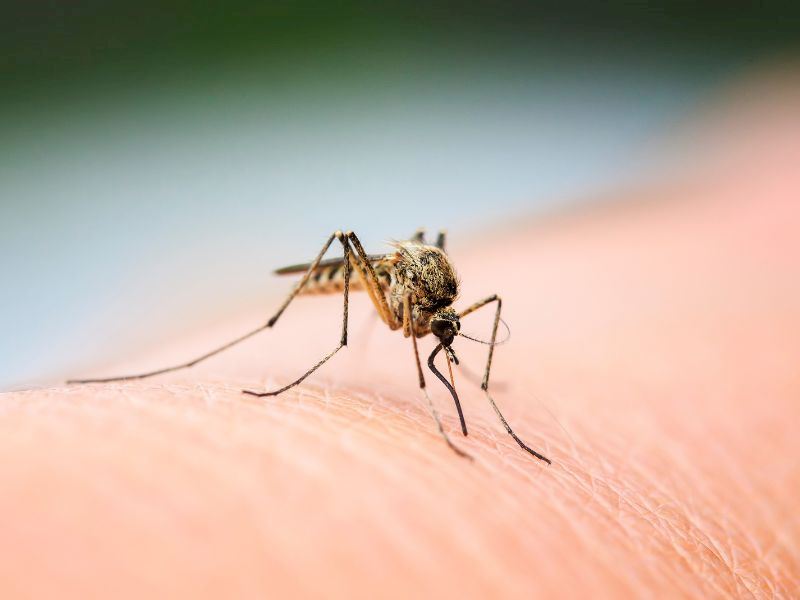 Uzmanlar Uyardı: Sivrisinek Isırığına Karşı Bunları Sürmeyin