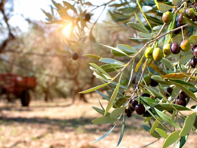 Yabani Zeytin Ağaçları Aşılanıyor