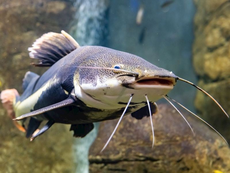 Yayın Balığında Civa Var Mı?