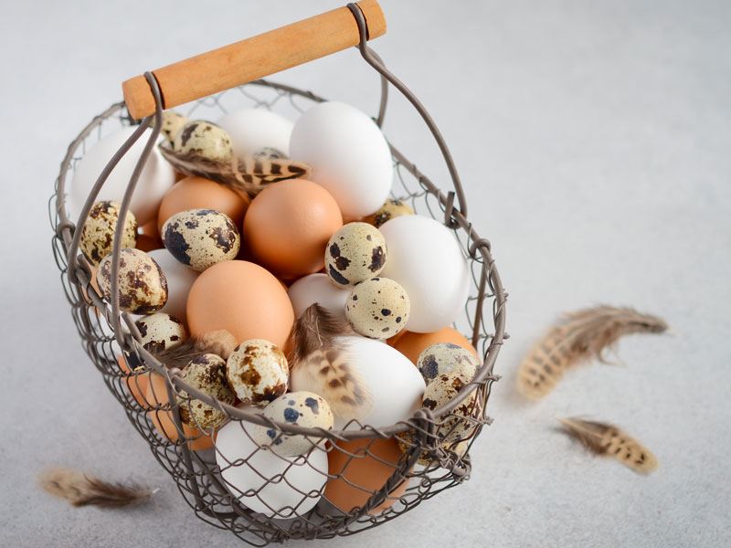 Yenilebilir Yumurta Çeşitleri Nelerdir?