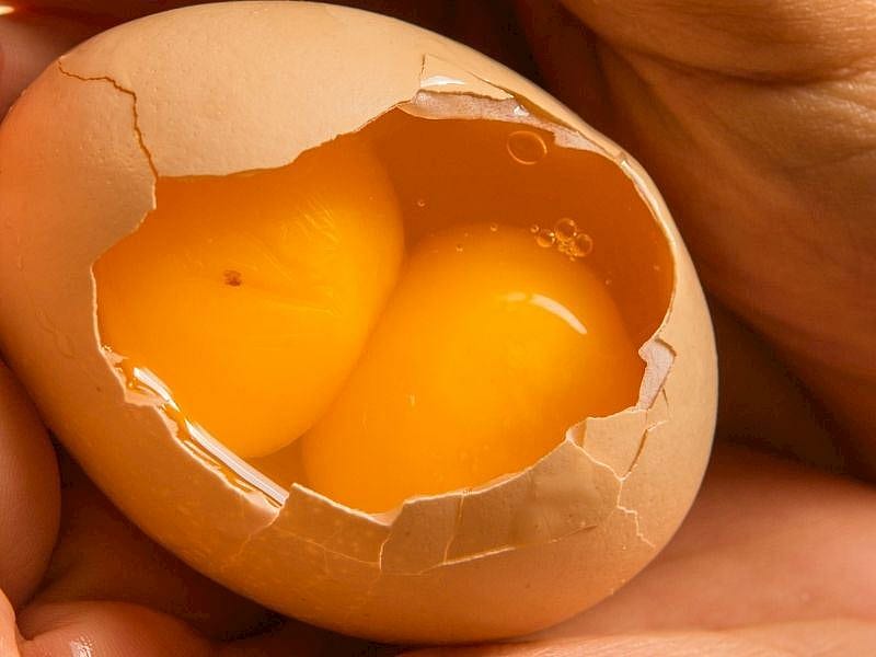  Yumurta Kırarken Çift Sarı Çıkarsa Sakın Bunu Yapmayın
